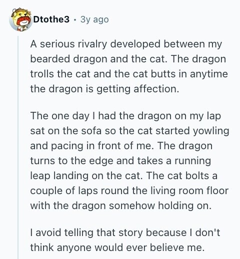Dtothe3 Зу ago A serious rivalry developed between my bearded dragon and the cat. The dragon trolls the cat and the cat butts in anytime the dragon is getting affection. The one day I had the dragon on my lap sat on the sofa so the cat started yowling and pacing in front of me. The dragon turns to the edge and takes a running leap landing on the cat. The cat bolts a couple of laps round the living room floor with the dragon somehow holding on. I avoid telling that story because I don't think anyone would ever 