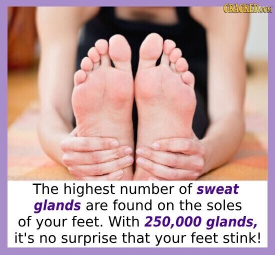 GRACKED.COM The highest number of sweat glands are found on the soles of your feet. With 250,000 glands, it's no surprise that your feet stink!