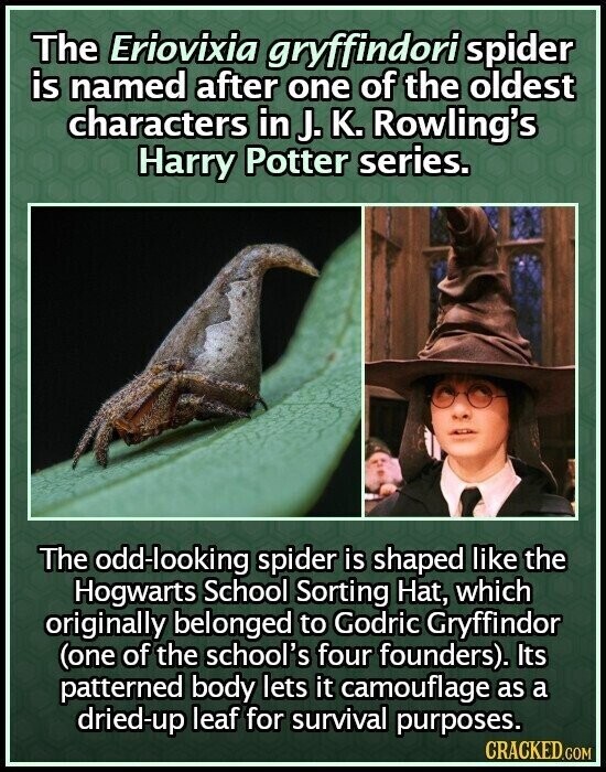 The Eriovixia gryffindori spider is named after one of the oldest characters in J. K. Rowling's Harry Potter series. The odd-looking spider is shaped like the Hogwarts School Sorting Hat, which originally belonged to Godric Gryffindor (one of the school's four founders). Its patterned body lets it camouflage as a dried-up leaf for survival purposes. CRACKED.COM