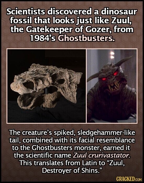 Scientists discovered a dinosaur fossil that looks just like Zuul, the Gatekeeper of Gozer, from 1984's Ghostbusters. The creature's spiked, sledgehammer-like tail, combined with its facial resemblance to the Ghostbusters monster, earned it the scientific name Zuul crurivastator. This translates from Latin to Zuul, Destroyer of Shins. CRACKED.COM