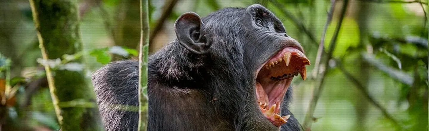 20 'Harmless' Looking Animals (That Are Actually Monsters)