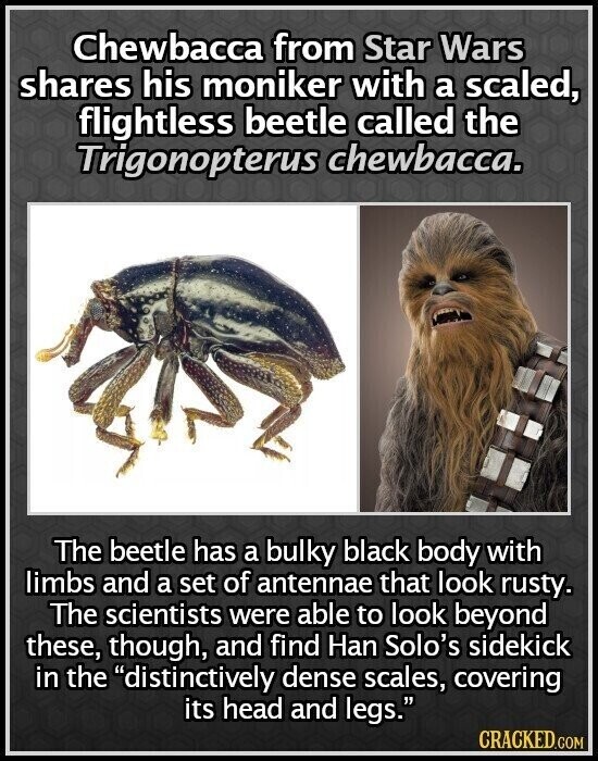 Chewbacca from Star Wars shares his moniker with a scaled, flightless beetle called the Trigonopterus chewbacca. The beetle has a bulky black body with limbs and a set of antennae that look rusty. The scientists were able to look beyond these, though, and find Han Solo's sidekick in the distinctively dense scales, covering its head and legs. CRACKED.COM