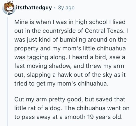 itsthattedguy Зу ago Mine is when I was in high school I lived out in the countryside of Central Texas. I was just kind of bumbling around on the property and my mom's little chihuahua was tagging along. I heard a bird, saw a fast moving shadow, and threw my arm out, slapping a hawk out of the sky as it tried to get my mom's chihuahua. Cut my arm pretty good, but saved that little rat of a dog. The chihuahua went on to pass away at a smooth 19 years old. 