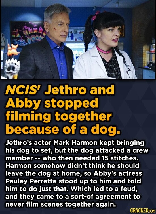 CIS NCIS' Jethro and Abby stopped filming together because of a dog. Jethro's actor Mark Harmon kept bringing his dog to set, but the dog attacked a crew member -- who then needed 15 stitches. Harmon somehow didn't think he should leave the dog at home, so Abby's actress Pauley Perrette stood up to him and told him to do just that. Which led to a feud, and they came to a sort-of agreement to never film scenes together again. CRACKED.COM