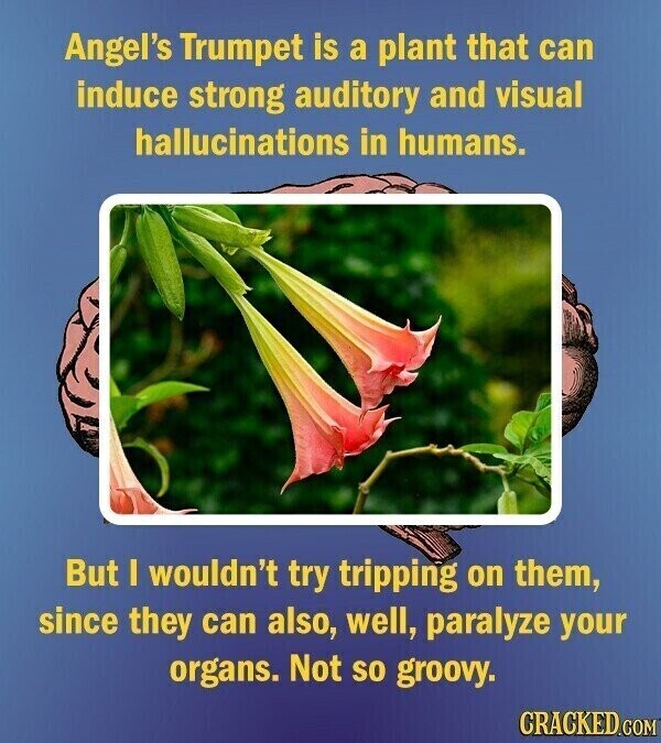 Angel's Trumpet is a plant that can induce strong auditory and visual hallucinations in humans. But I wouldn't try tripping on them, since they can also, well, paralyze your organs. Not so groovy. CRACKED.COM