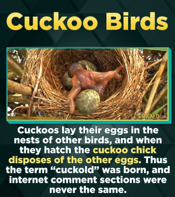 Cuckoo Birds CRACKEDCON Cuckoos lay their eggs in the nests of other birds, and when they hatch the cuckoo chick disposes of the other eggs. Thus the