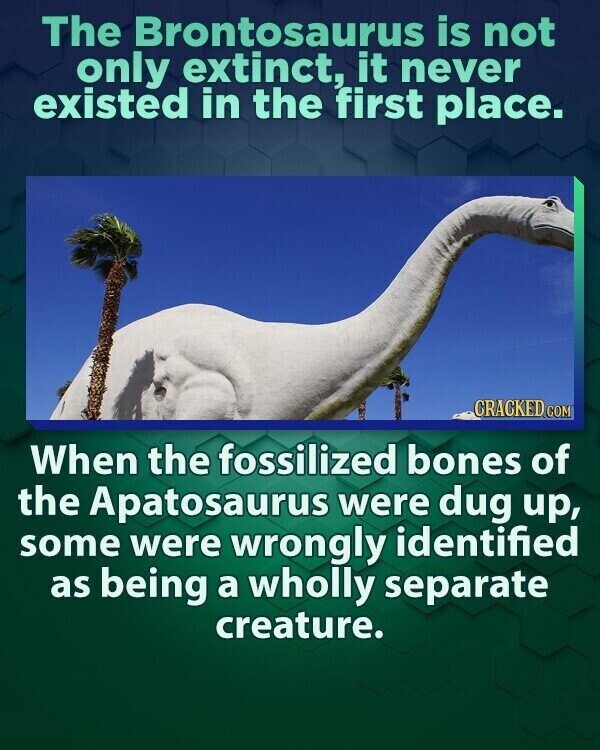 The Brontosaurus is not only extinct, it never existed in the first place. CRACKED COM When the fossilized bones of the Apatosaurus were dug up, some were wrongly identified as being a wholly separate creature.
