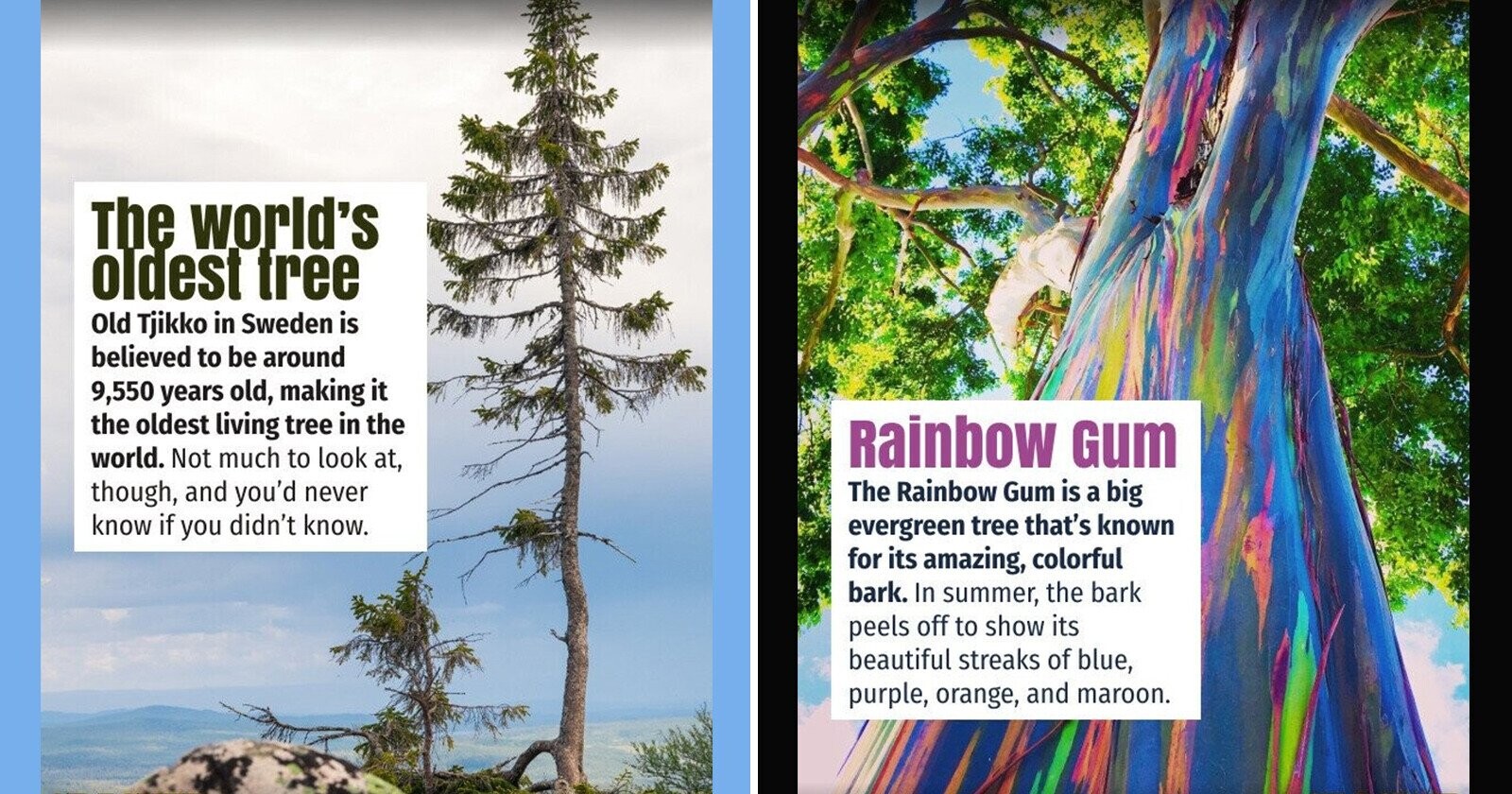 Inter3esting Tree Hear Us Out: 13 Legitimately Interesting Trees | Cracked.com