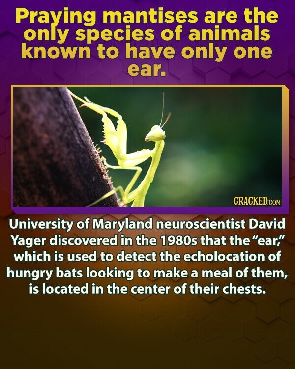 Praying mantises are the only species of animals known to have only one ear. CRACKED.COM University of Maryland neuroscientist David Yager discovered in the 1980s that the ear, which is used to detect the echolocation of hungry bats looking to make a meal of them, is located in the center of their chests.