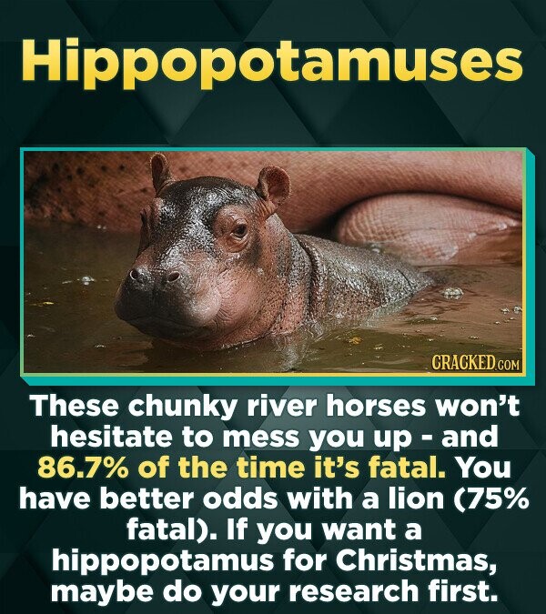 Hippopotamuses CRACKED C These chunky river horses won't hesitate to mess you up- and 86.7% of the time it's fatal. You have better odds with a lion (