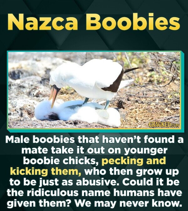 Nazca Boobies ORACKED:CO Male boobies that haven't found a mate take it out on younger boobie chicks, pecking and kicking them, who then grow up to be
