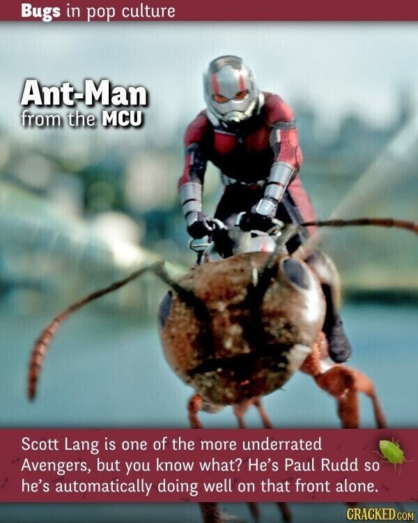 Bugs in pop culture Ant-Man from the MCU Scott Lang is one of the more underrated Avengers, but you know what? He's Paul Rudd so he's automatically doing well on that front alone. CRACKED.COM