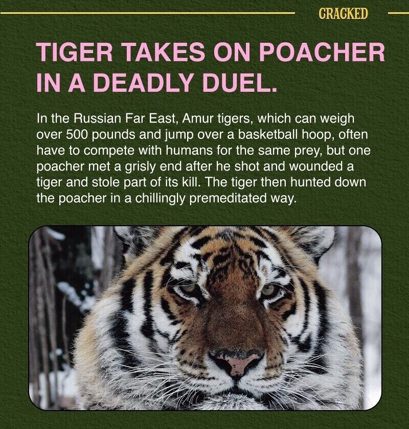 CRACKED TIGER TAKES ON POACHER IN A DEADLY DUEL. In the Russian Far East, Amur tigers, which can weigh over 500 pounds and jump over a basketball hoop, often have to compete with humans for the same prey, but one poacher met a grisly end after he shot and wounded a tiger and stole part of its kill. The tiger then hunted down the poacher in a chillingly premeditated way.