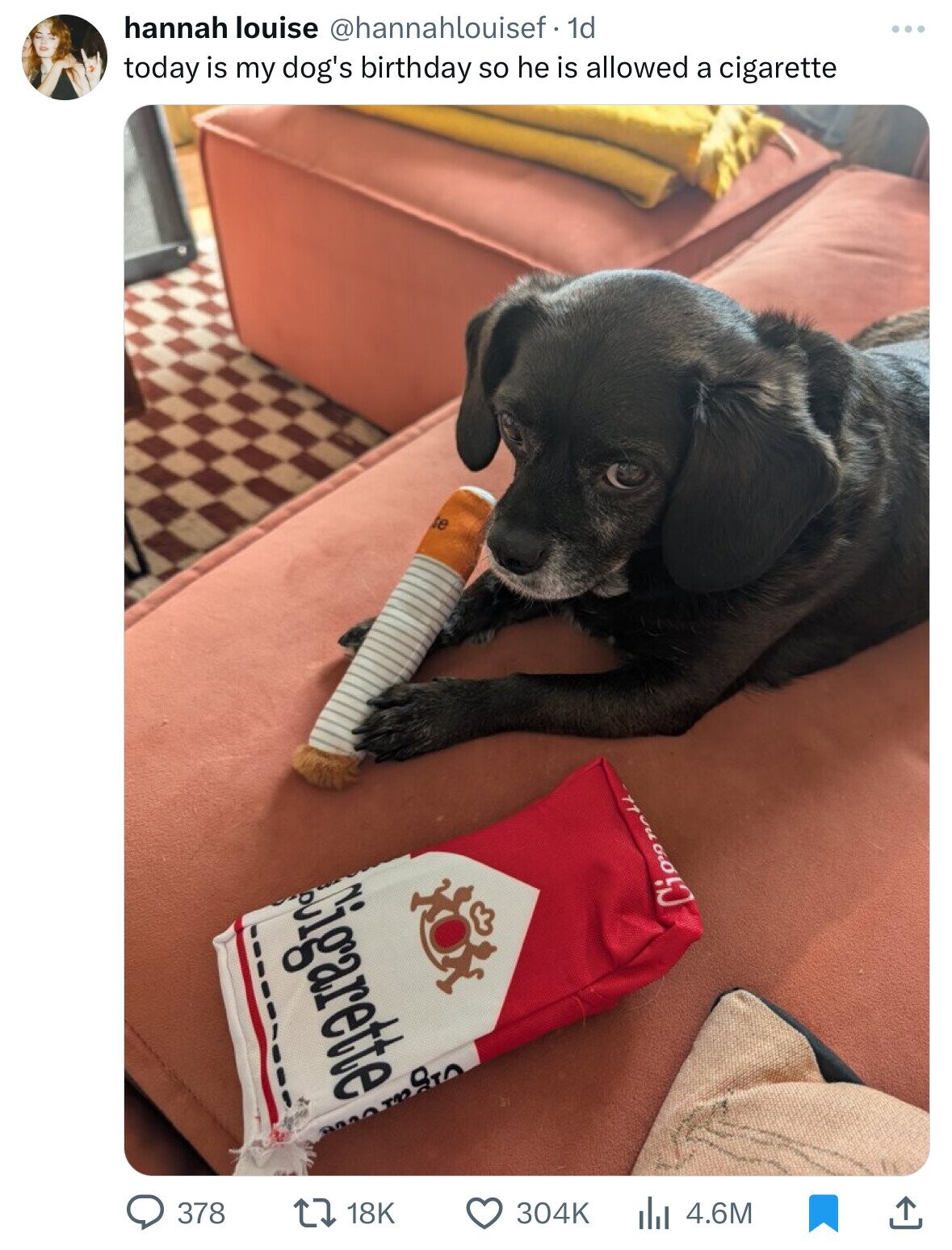 hannah louise @hannahlouisef. 1d today is my dog's birthday so he is allowed a cigarette te Cigarette Cigeratt 378 18K 304K 4.6M 