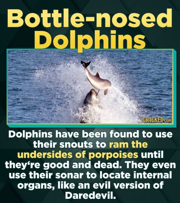 Dolphins have been found to use their snouts to ram the undersides of porpoises until they're good and dead. They even use their sonar