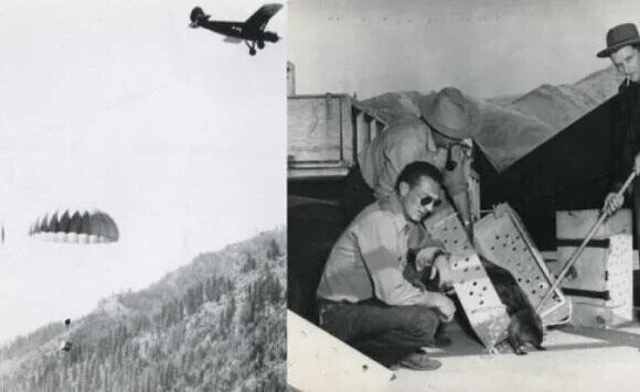 Historical Moments Straight Out Of Looney Tunes