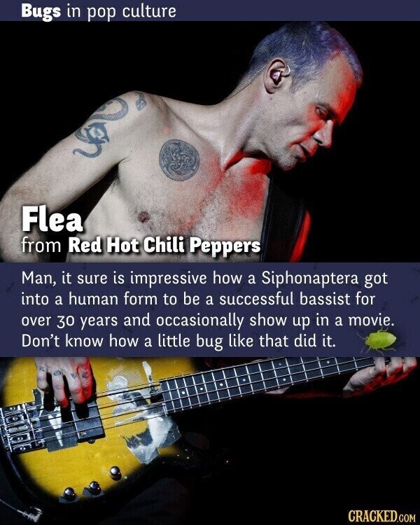Bugs in pop culture Flea from Red Hot Chili Peppers Man, it sure is impressive how a Siphonaptera got into a human form to be a successful bassist for over 30 years and occasionally show up in a movie. Don't know how a little bug like that did it. CRACKED.COM