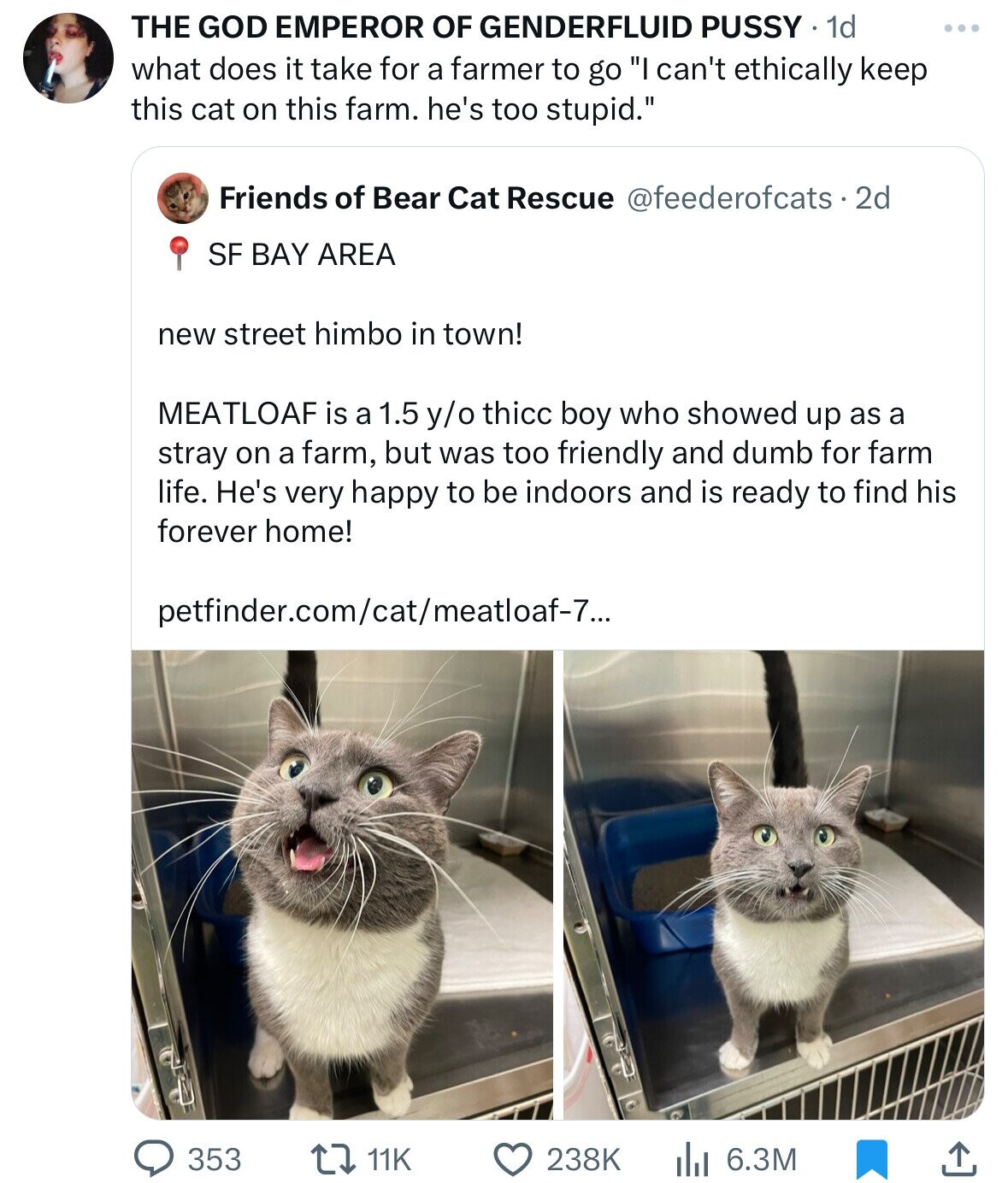 THE GOD EMPEROR OF GENDERFLUID PUSSY 1d ... what does it take for a farmer to go I can't ethically keep this cat on this farm. he's too stupid. Friends of Bear Cat Rescue @feederofcats.2d SF BAY AREA new street himbo in town! MEATLOAF is a 1.5 y/o thicc boy who showed up as a stray on a farm, but was too friendly and dumb for farm life. He's very happy to be indoors and is ready to find his forever home! petfinder.com/cat/meatloaf-7... 353 11K 238K 6.3M 