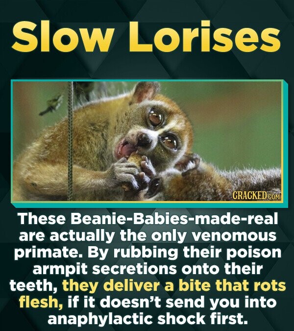 Slow Lorises CRACKED'C These Beanie-Babies-made-real are actually the only venomous primate. By rubbing their poison armpit secretions onto their teet
