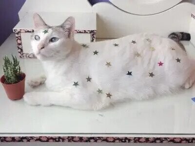 Photos That Fit Nicely In Your Mind’s Happy Place