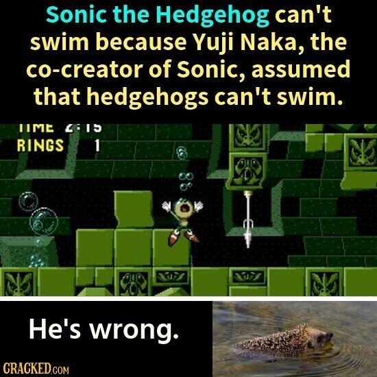 Sonic the Hedgehog can't swim because Yuji Naka, the co-creator of Sonic, assumed that hedgehogs can't swim. TIME 2:15 RINGS 1 He's wrong. CRACKED.COM