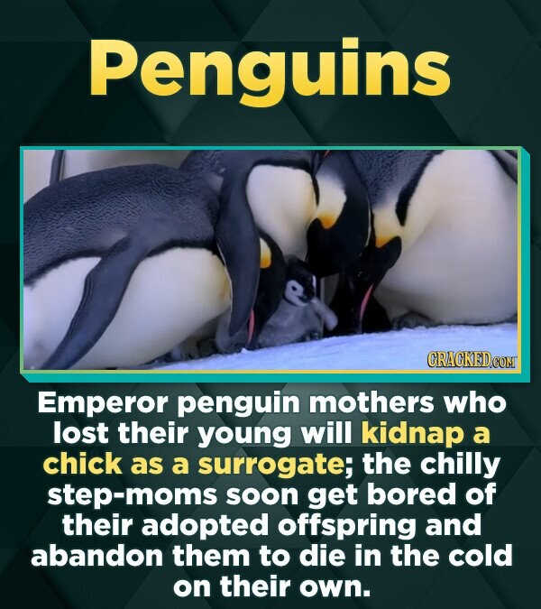 Penguins Emperor penguin mothers who lost their young will kidnap a chick as a surrogate; the chilly step-moms soon get bored of their adopted offspri