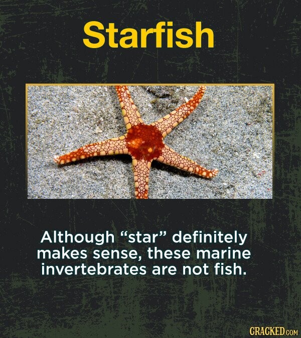 Starfish Although star definitely makes sense, these marine invertebrates are not fish. CRACKED.COM
