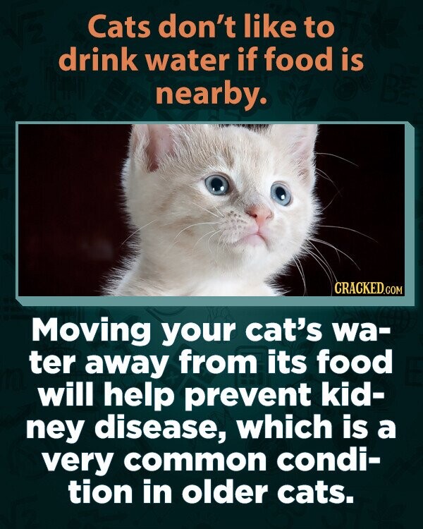 Cats don't like to drink water if food is nearby. CRACKED.COM Moving your cat's wa- ter away from its food will help prevent kid- ney disease, which is a very common condi- tion in older cats.