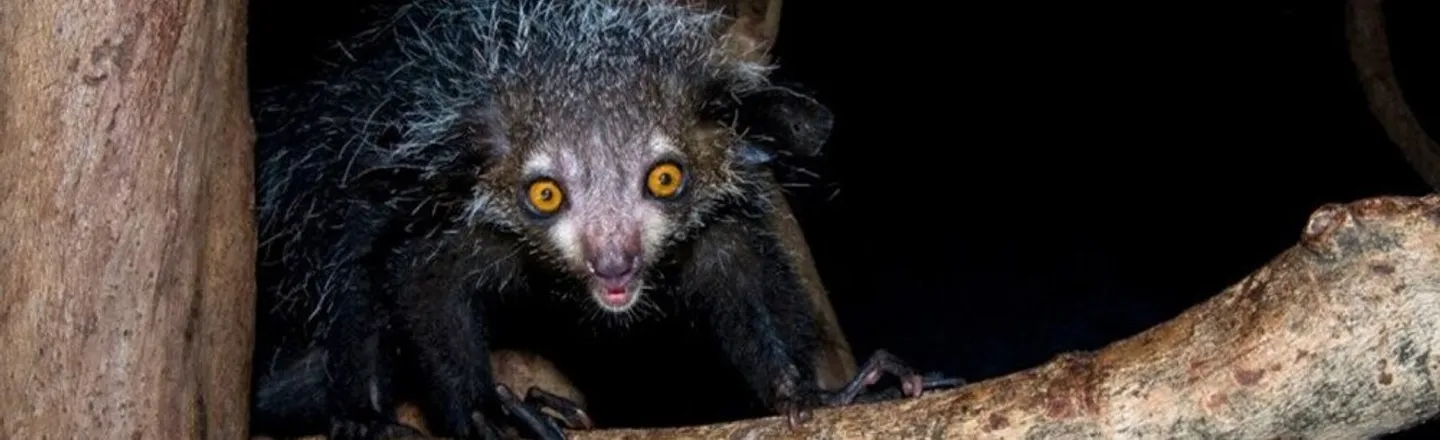 35 Fascinating — And Kinda Terrifying — Facts About Animals