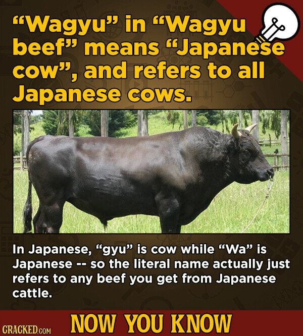 Wagyu in Wagyu beef means Japanese COW, and refers to all Japanese COWS. In Japanese, gyu is COW while Wa is Japanese - so the literal name actually just refers to any beef you get from Japanese cattle. NOW YOU KNOW CRACKED.COM