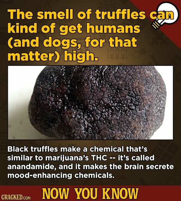 The smell of truffles can kind of get humans (and dogs, for that matter) high. Black truffles make a chemical that's similar to marijuana's THC it's called anandamide, and it makes the brain secrete mood-enhancing chemicals. NOW YOU KNOW CRACKED.COM