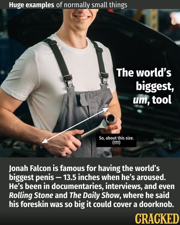 Huge examples of normally small things The world's biggest, um, tool So, about this size. (!!!!!) Jonah Falcon is famous for having the world's biggest penis - 13.5 inches when he's aroused. He's been in documentaries, interviews, and even Rolling Stone and The Daily Show, where he said his foreskin was so big it could cover a doorknob. CRACKED