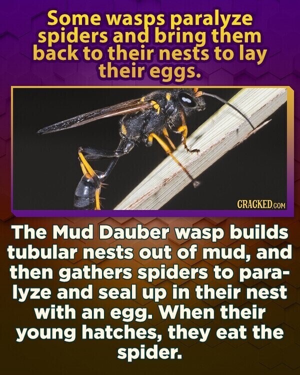 Some wasps paralyze spiders and bring them back to their nests to lay their eggs. CRACKED.COM The Mud Dauber wasp builds tubular nests out of mud, and then gathers spiders to para- lyze and seal up in their nest with an egg. When their young hatches, they eat the spider.