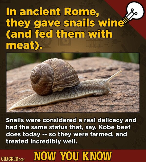 In ancient Rome, they gave snails wine (and fed them with meat). the Snails were considered a real delicacy and had the same status that, say, Kobe beef does today -- so they were farmed, and treated incredibly well. NOW YOU KNOW CRACKED.COM