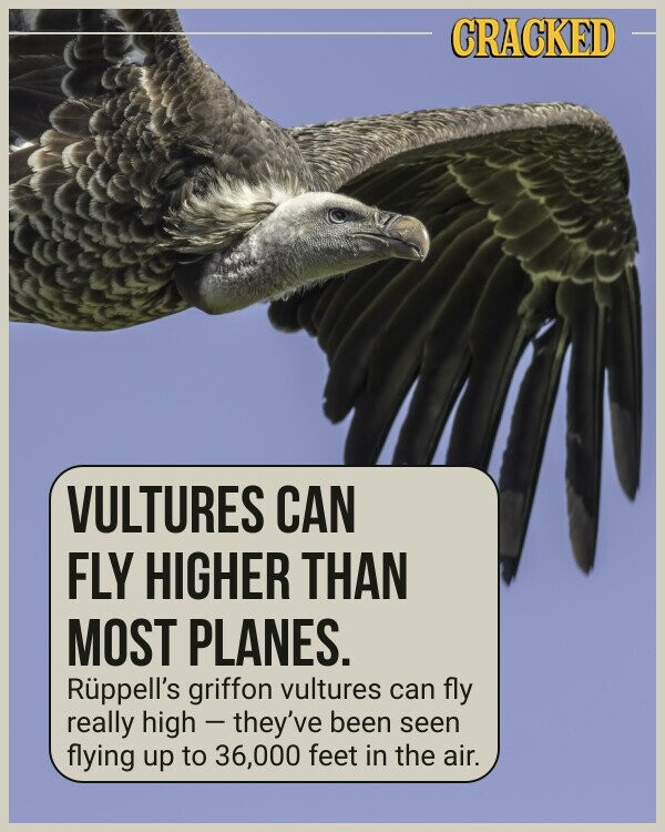 CRACKED VULTURES CAN FLY HIGHER THAN MOST PLANES. Rüppell's griffon vultures can fly really high - they've been seen flying up to 36,000 feet in the air.