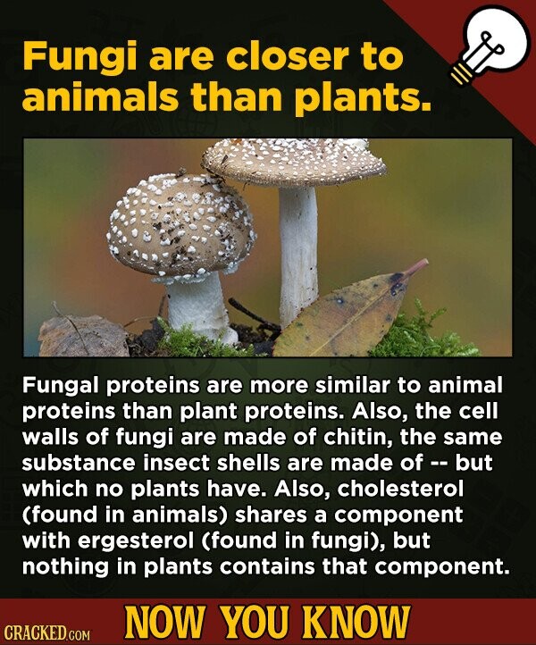 Fungi are closer to animals than plants. Fungal proteins are more similar to animal proteins than plant proteins. Also, the cell walls of fungi are made of chitin, the same substance insect shells are made of - - but which no plants have. Also, cholesterol (found in animals) shares a component with ergesterol (found in fungi), but nothing in plants contains that component. NOW YOU KNOW CRACKED.COM