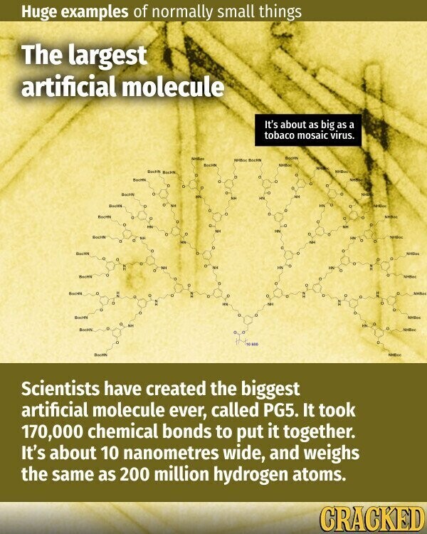 Huge examples of normally small things The largest artificial molecule It's about as big as a tobaco mosaic virus. BOCHN Nellitter мивос BOCHN Society NHBoc NH Buchin RockN NHD Rocter - . Bookin - - МНОВ NH NH - BOLHER NH HN . Rocter NHBM NH NH NM ROCHN Nidoo NH - HN No BOCHN Nispos NH NH HN .. Mocha NABAK ROCHN AN BOCHN NHB NH HN ROCHN TO 600 Bocad NHBoo Scientists have created the biggest artificial molecule ever, called PG5. It took 170,000 chemical bonds to put it together. It's about 10 nanometres wide, and weighs the same
