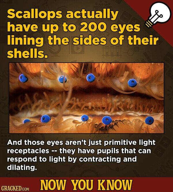 Scallops actually have up to 200 eyes lining the sides of their shells. And those eyes aren't just primitive light receptacles they have pupils that can respond to light by contracting and dilating. NOW YOU KNOW CRACKED.COM