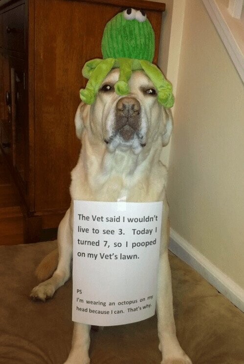 Photos That Fit Nicely In Your Mind’s Happy Place