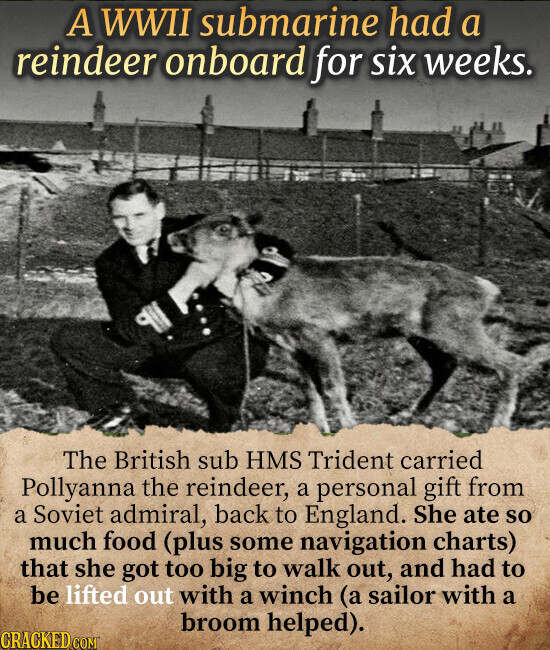 A WWII submarine had a reindeer onboard for six weeks. The British sub HMS Trident carried Pollyanna the reindeer, a personal gift from a Soviet admiral, back to England. She ate so much food (plus some navigation charts) that she got too big to walk out, and had to be lifted out with a winch (a sailor with a broom helped). CRACKED.COM