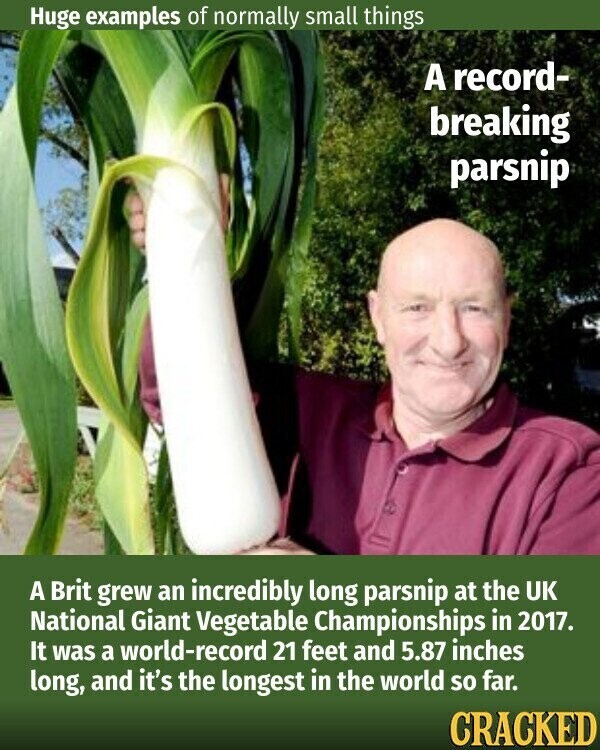 Huge examples of normally small things A record- breaking parsnip A Brit grew an incredibly long parsnip at the UK National Giant Vegetable Championships in 2017. It was a world-record 21 feet and 5.87 inches long, and it's the longest in the world so far. CRACKED