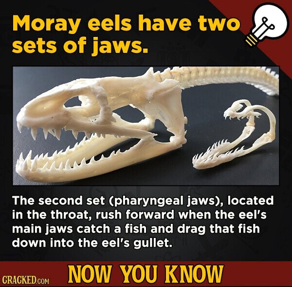 Moray eels have two sets of jaws. The second set (pharyngeal jaws), located in the throat, rush forward when the eel's main jaws catch a fish and drag that fish down into the eel's gullet. NOW YOU KNOW CRACKED.COM