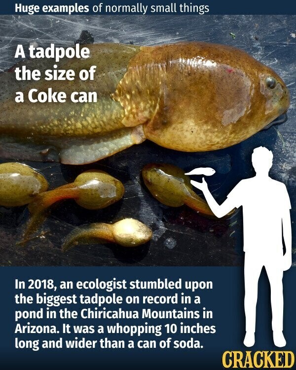 Huge examples of normally small things A tadpole the size of a Coke can In 2018, an ecologist stumbled upon the biggest tadpole on record in a pond in the Chiricahua Mountains in Arizona. It was a whopping 10 inches long and wider than a can of soda. CRACKED