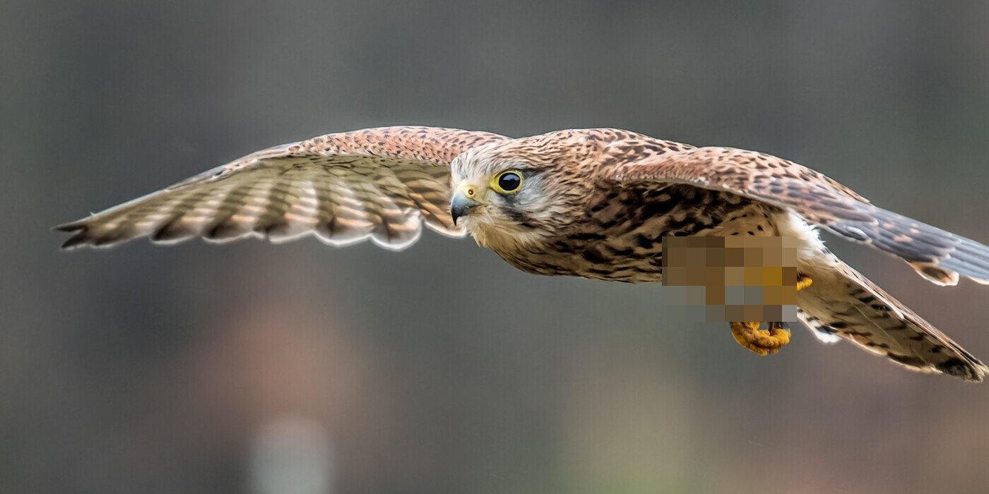 12 Wild Bits of Trivia That Appeared in Our Path (And We Were Unable to Flee)