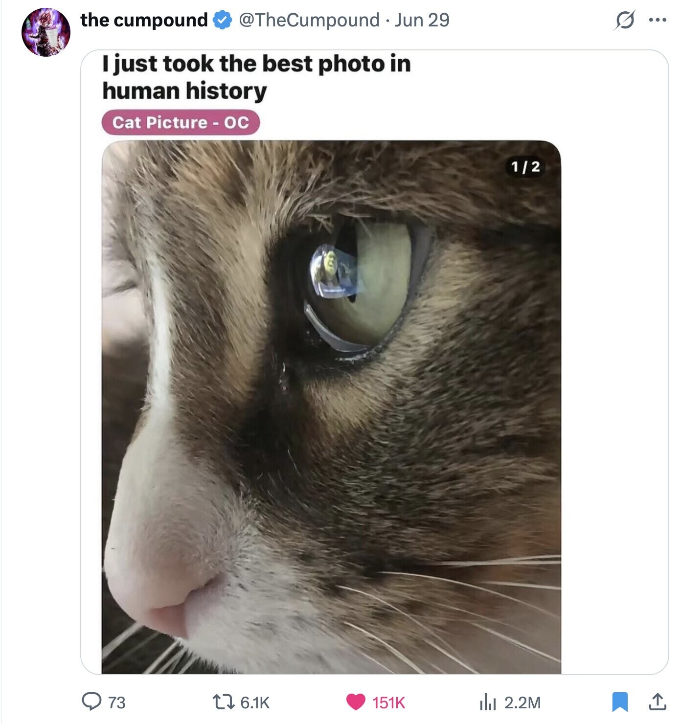 the cumpound @TheCumpound Jun 29 s ... I just took the best photo in human history Cat Picture - OC 1/2 73 6.1K 151K del 2.2M