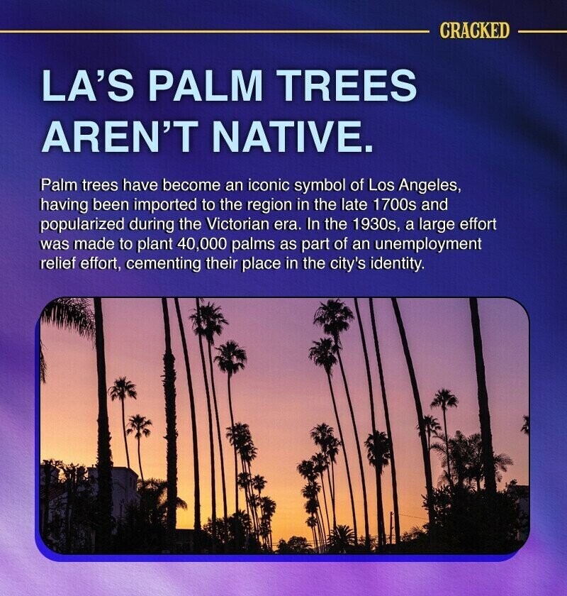 CRACKED LA'S PALM TREES AREN'T NATIVE. Palm trees have become an iconic symbol of Los Angeles, having been imported to the region in the late 1700s and popularized during the Victorian era. In the 1930s, a large effort was made to plant 40,000 palms as part of an unemployment relief effort, cementing their place in the city's identity.