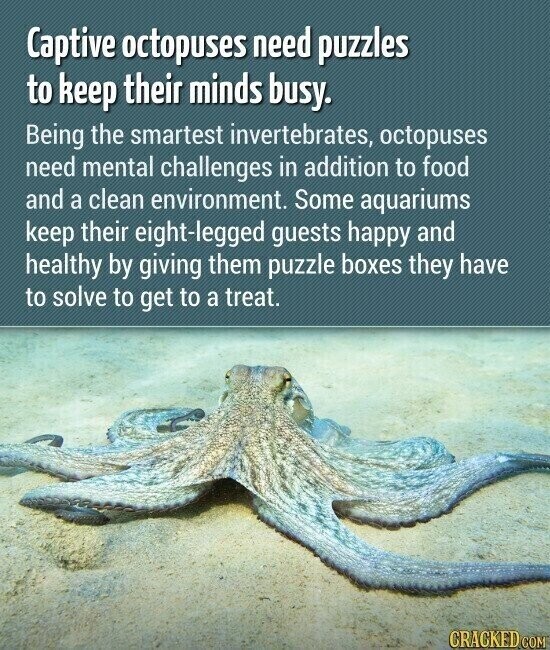 Captive octopuses need puzzles to keep their minds busy. Being the smartest invertebrates, octopuses need mental challenges in addition to food and a clean environment. Some aquariums keep their eight-legged guests happy and healthy by giving them puzzle boxes they have to solve to get to a treat. CRACKED COM