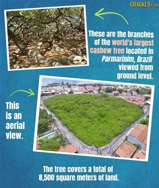 CRACKED COM These are the branches of the world's largest cashew tree located in Parmarinim, Brazil viewed from ground level. This is an aerial view. The tree covers a total of 8,500 square meters of land.