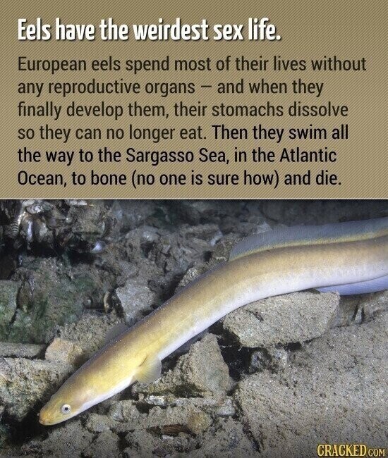 Eels have the weirdest sex life. European eels spend most of their lives without any reproductive organs - and when they finally develop them, their stomachs dissolve so they can no longer eat. Then they swim all the way to the Sargasso Sea, in the Atlantic Ocean, to bone (no one is sure how) and die. CRACKED.COM
