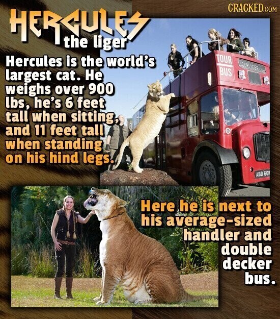 CRACKED.COM HERCULES the liger TOUR Hercules is the world's LIGERLIGER U.S. BUS largest cat. Не weighs over 900 lbs, he's 6 feet tall when sitting, and 11 feet tall when standing on his hind legs. ABD 66 Here he is next to his average-sized handler and double decker bus.
